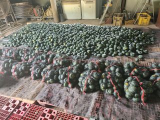 박수현님의 호박 · 영농일지 작성글 사진