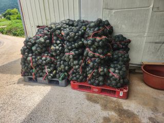 박수현님의 호박 · 영농일지 작성글 사진