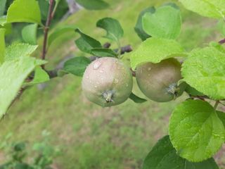 이응천님의 사과 · 영농일지 작성글 사진