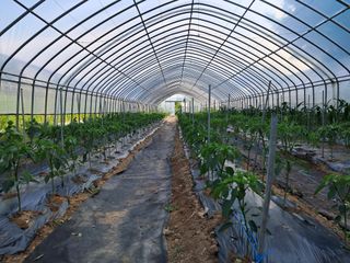 김영길님의 고추 · 영농일지 작성글 사진