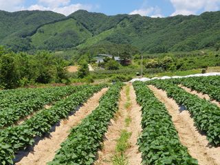 신태식님의 고구마 · 영농일지 작성글 사진