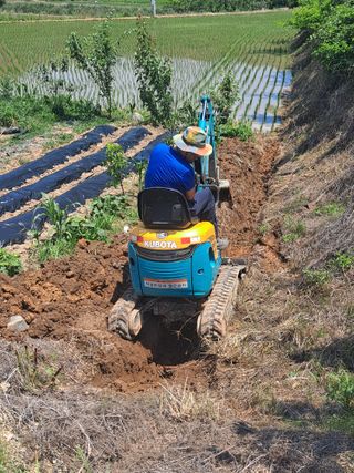 귤13096이인오님의 벼 · 영농일지 작성글 사진