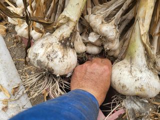김성제님의 마늘 · 영농일지 작성글 사진