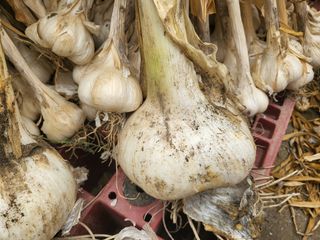 김성제님의 마늘 · 영농일지 작성글 사진