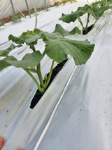 팜모닝 기타작물·영농일지 게시글 이미지