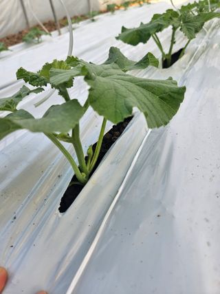 노력하는농민님의 기타작물 · 영농일지 작성글 사진