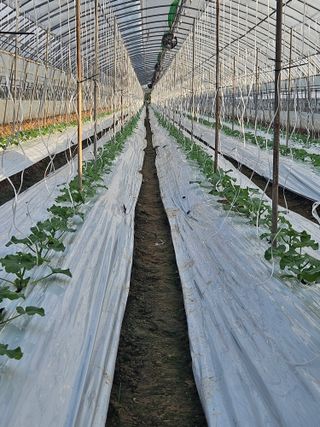 노력하는농민님의 기타작물 · 영농일지 작성글 사진