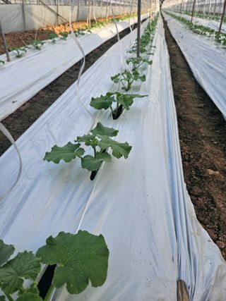 노력하는농민님의 기타작물 · 영농일지 작성글 사진