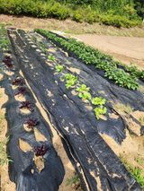 팜모닝 상추·영농일지 게시글 이미지