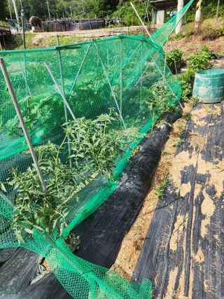 딸기2361님의 상추 · 영농일지 작성글 사진