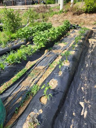 딸기2361님의 상추 · 영농일지 작성글 사진