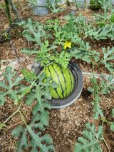 팜모닝 토마토·영농일지 게시글 이미지