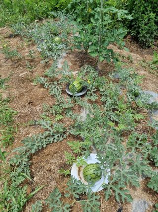 이찬암님의 토마토 · 영농일지 작성글 사진