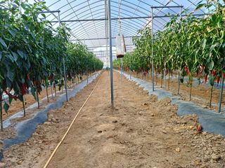 김영천님의 자유주제 · 사진전 작성글 사진