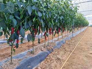 김영천님의 자유주제 · 사진전 작성글 사진