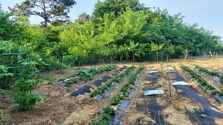 초보농부님의 👩🏻‍🌾7월 농작업 계획 · 참여글 작성글 사진