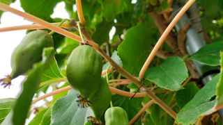 초보농부님의 👩🏻‍🌾7월 농작업 계획 · 참여글 작성글 사진