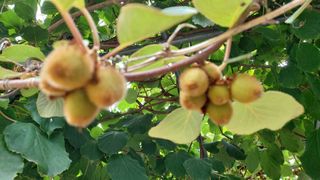 초보농부님의 👩🏻‍🌾7월 농작업 계획 · 참여글 작성글 사진