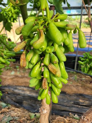 초록농님의 자유주제 · 자유게시판 작성글 사진