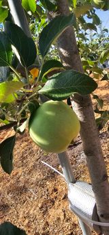 팜모닝 사과·영농일지 게시글 이미지