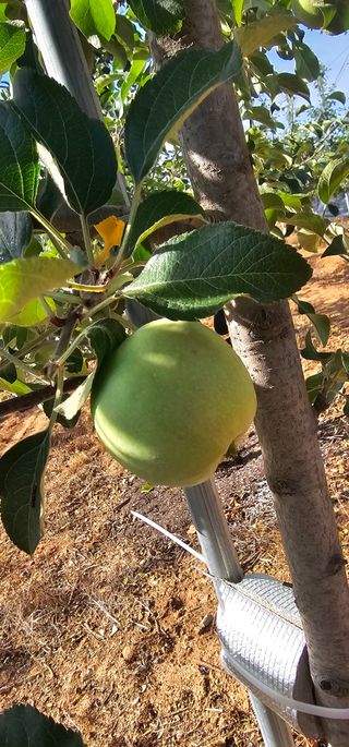 염인수님의 사과 · 영농일지 작성글 사진