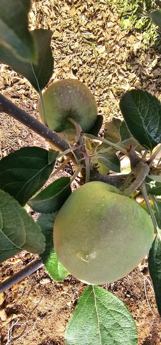 염인수님의 사과 · 영농일지 작성글 사진