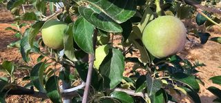 염인수님의 사과 · 영농일지 작성글 사진