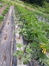 팜모닝 고추·영농일지 게시글 이미지