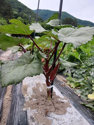 마도님의 고추 · 영농일지 작성글 사진