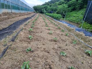 박영호님의 들깨 · 영농일지 작성글 사진