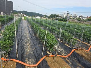 홍성덕님의 고추 · 영농일지 작성글 사진