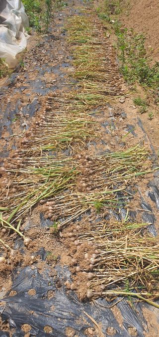 평정리님의 마늘 · 영농일지 작성글 사진