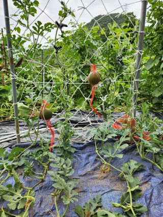 내 사랑색소폰님의 기타작물 · 영농일지 작성글 사진