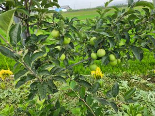 망월리농부님의 사과 · 영농일지 작성글 사진