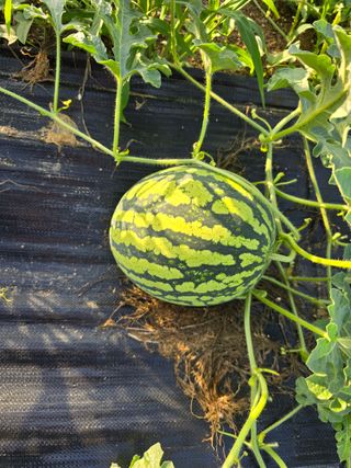 망월리농부님의 사과 · 영농일지 작성글 사진