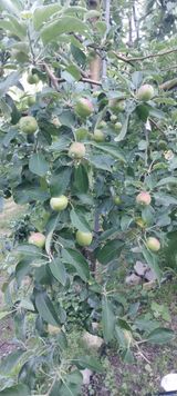 팜모닝 사과·영농일지 게시글 이미지