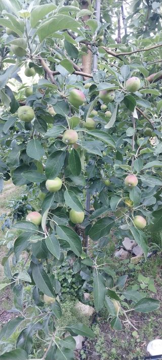 문장식님의 사과 · 영농일지 작성글 사진