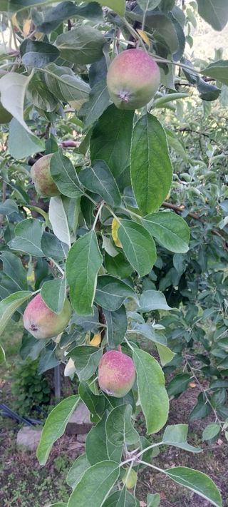 문장식님의 사과 · 영농일지 작성글 사진