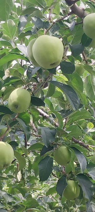 문장식님의 사과 · 영농일지 작성글 사진