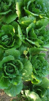 팜모닝 배추·영농일지 게시글 이미지