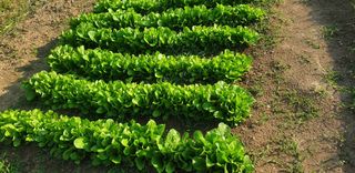 사또님의 배추 · 영농일지 작성글 사진