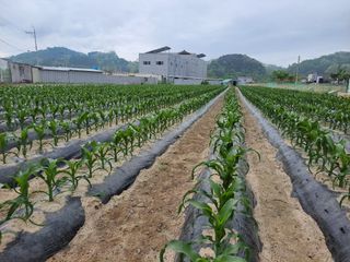 고추15010님의 옥수수 · 영농일지 작성글 사진