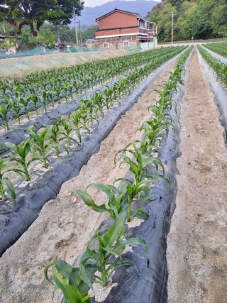 고추15010님의 옥수수 · 영농일지 작성글 사진