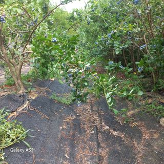 피영철/강호님의 블루베리 · 영농일지 작성글 사진