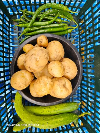 이장호님의 감자 · 영농일지 작성글 사진