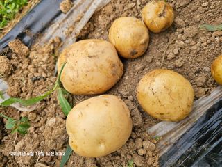 이장호님의 감자 · 영농일지 작성글 사진