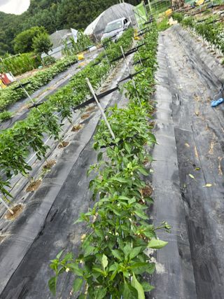 들깨고추아줌마님의 고추 · 영농일지 작성글 사진