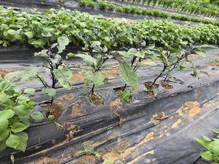 들깨고추아줌마님의 고추 · 영농일지 작성글 사진