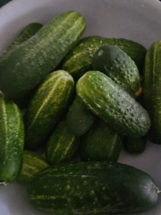 모니카님의 오이 · 영농일지 작성글 사진