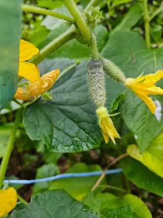 모니카님의 오이 · 영농일지 작성글 사진